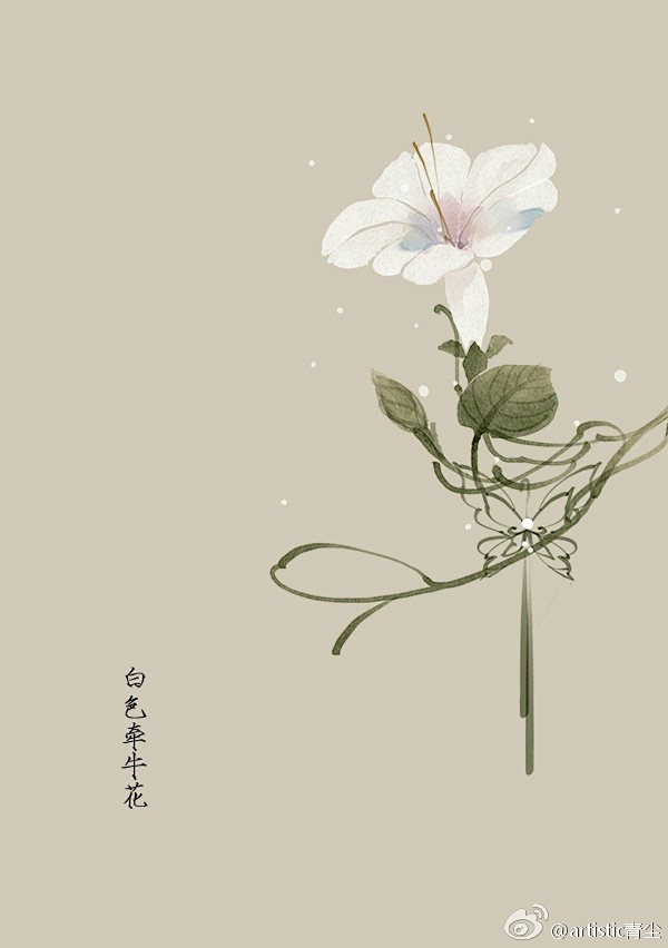 365天生日花 4月14日白色牵牛花 Morning Glory 花语 喜悦