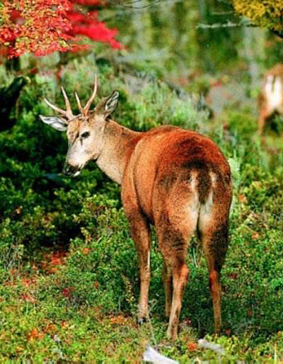 偶蹄目反刍亚目鹿科智利马驼鹿