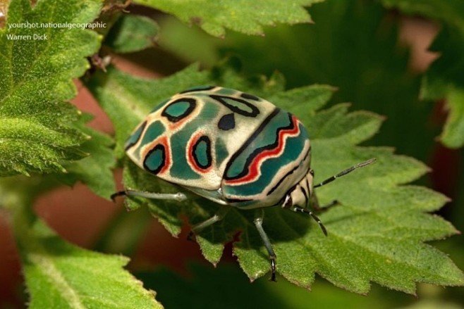 毕加索盾蝽sphaerocorisannulus