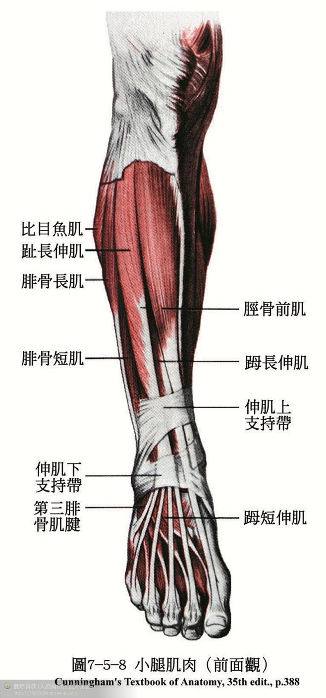 腓骨短肌位置图图片