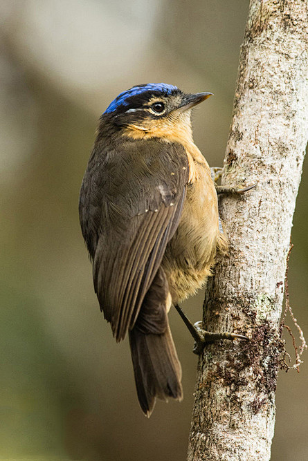 雀形目鸫科蓝顶鹛鸫属蓝顶鹛鸫