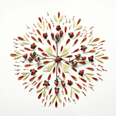 老付_23采集到Flower scape