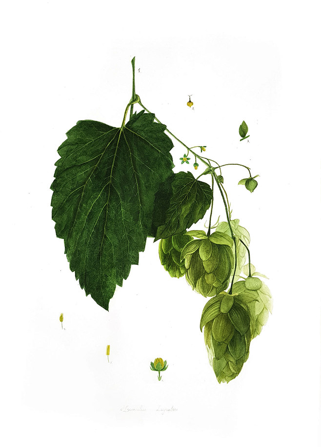 ical illustrations are done with watercolors and e