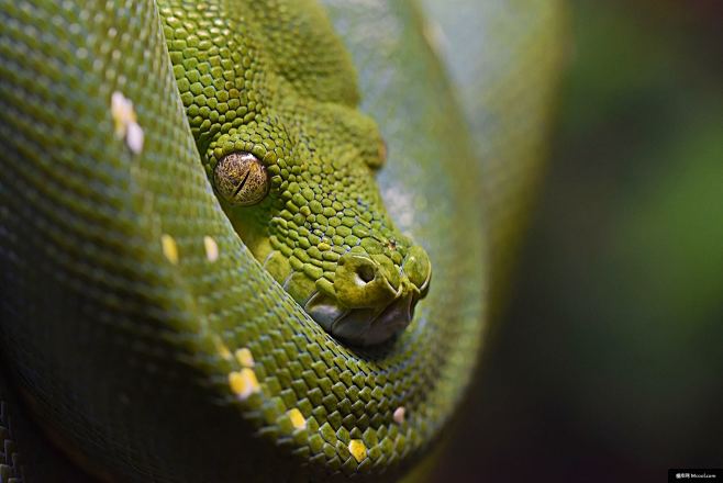 蛇 眼 綠色 綠蛇 蛇皮 動物攝影圖片圖片壁紙美蛇*神榮七奈*同採自www