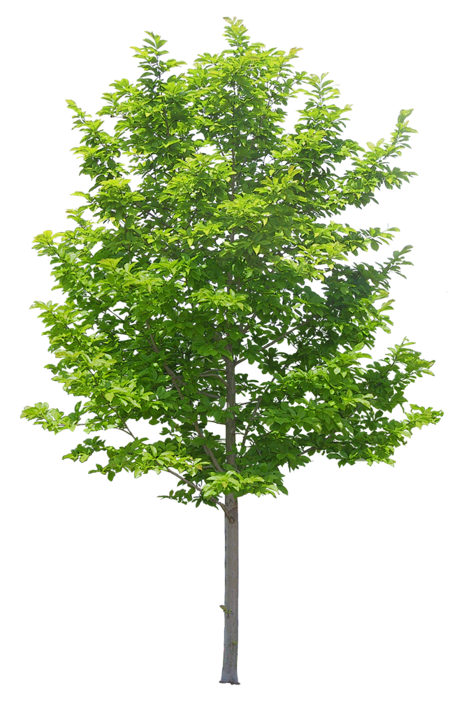 芸豆-从萱萱永远的大宽粉转采于2019-09-06 17:14:39立面树ps素材芸豆