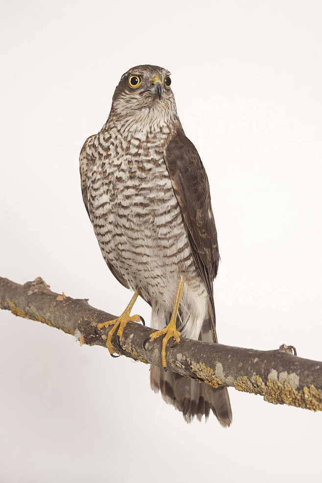 鹰形目鹰科鹰属雀鹰