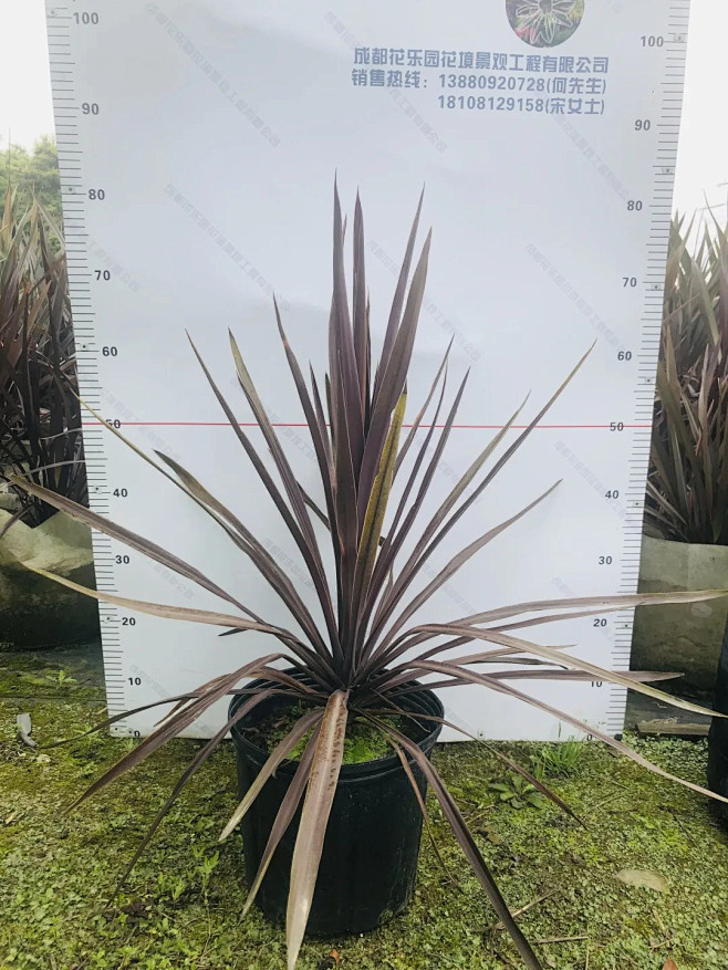 澳洲朱蕉红巨人2加仑