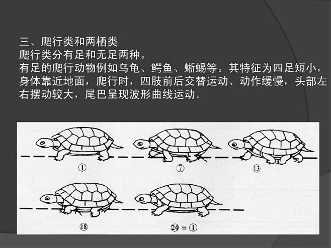 动画运动规律——动物