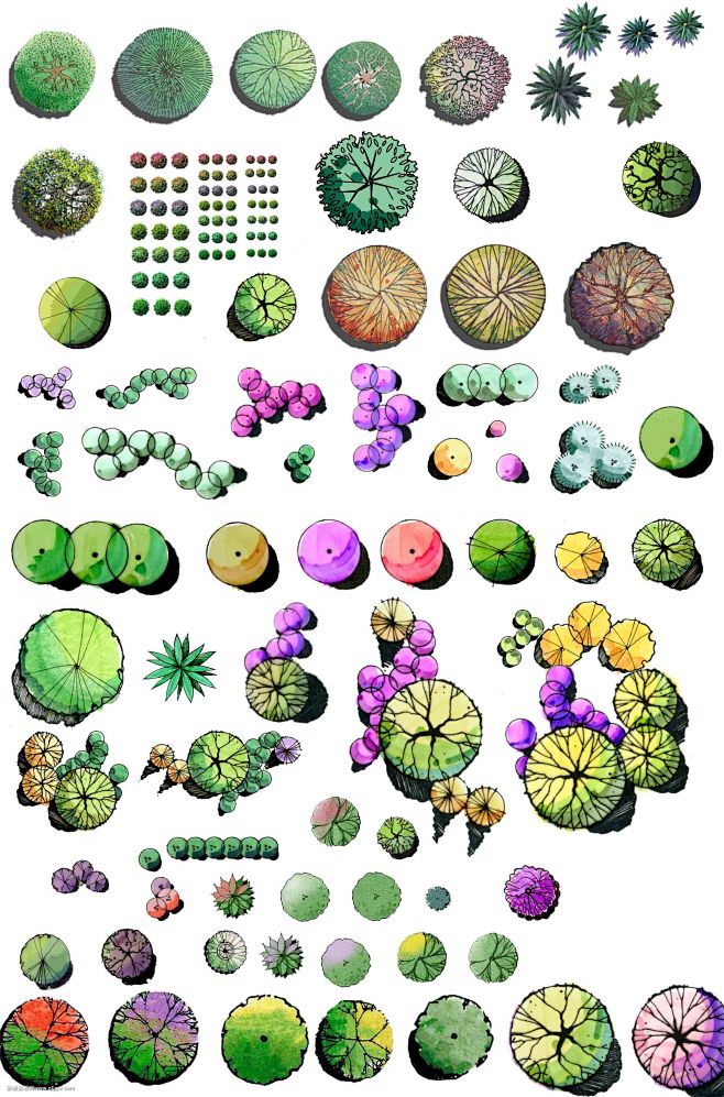 ps植物彩平景观素材下载秋凌景观网景观设计师培训秋凌景观网