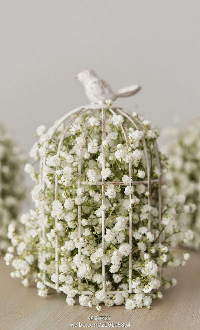 满天星 Gypsophila 花语守望爱情 甘做配角