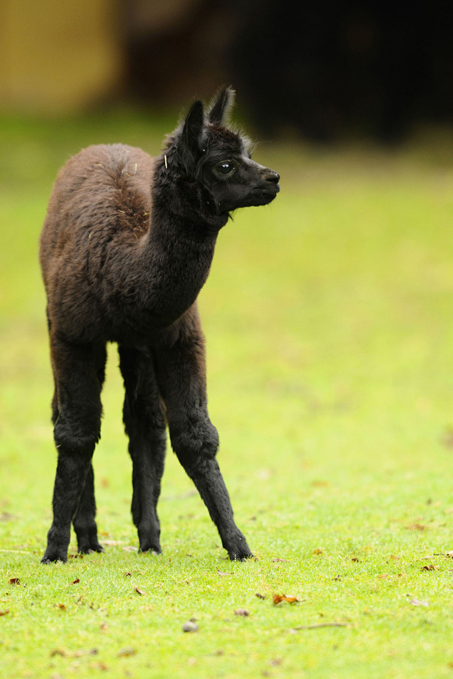 偶蹄目胼足亚目骆驼科大羊驼黑毛