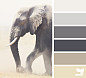 elephant tones
