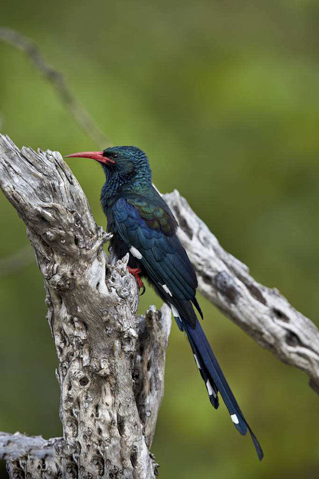 犀鸟目林戴胜科林戴胜属绿林戴胜