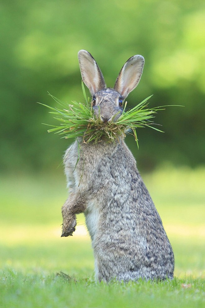 兔子,吃草,站立,警觉,灵活灵现
