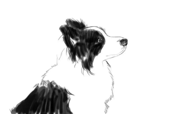 汪哈哈-花瓣网|陪你做生活的设计师 | 边牧 苏勒