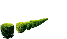 淘小菲采集到花草