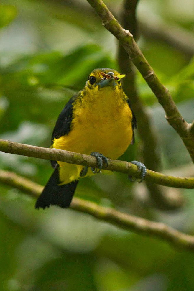 雀形目雀鹎科雀鹎属大绿雀鹎