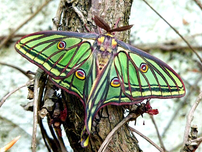 伊莎贝拉蛾actiasisabellae