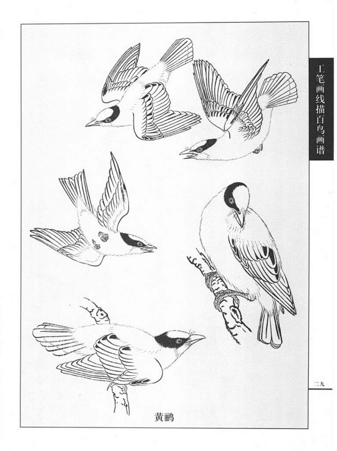 工笔画鸟线描图黄鹂