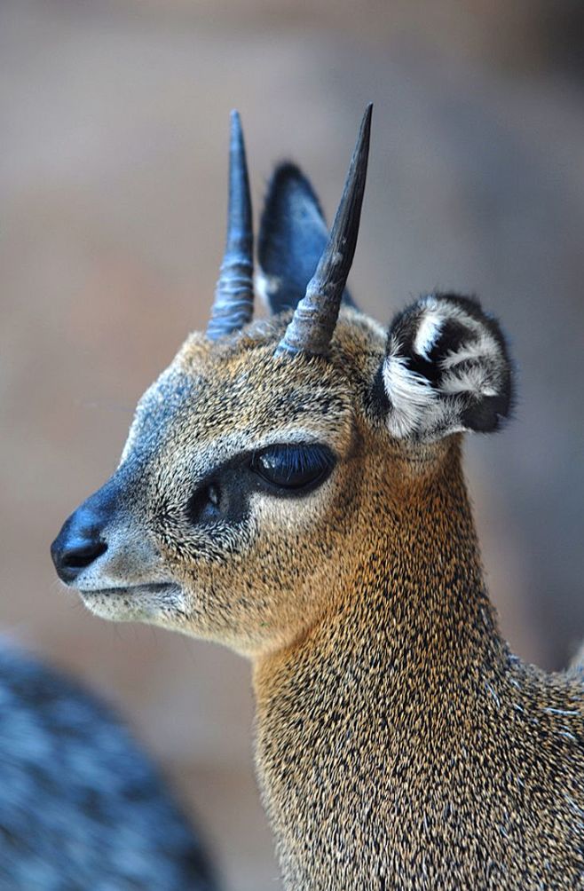 20:10:32野生动物卡通可爱南风蓦同采自magnoliaviolette