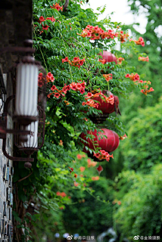 西兰花_开采集到【花开荼蘼】