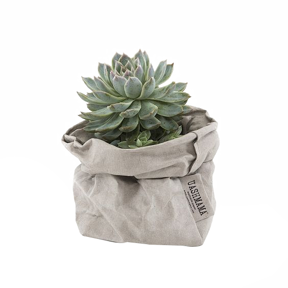 vansans采集到植物
