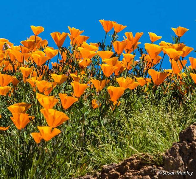 desertwildflowerreportsforsoutherncaliforniabydesertusa