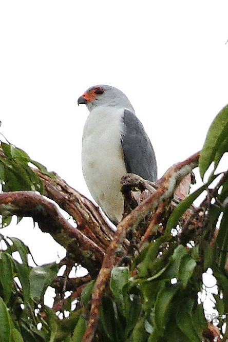 鹰形目鹰科鹰属苍头鹰