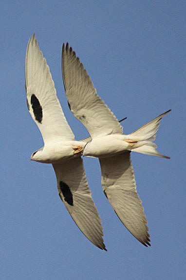 鹰形目鹰科剪尾鸢属剪尾鸢