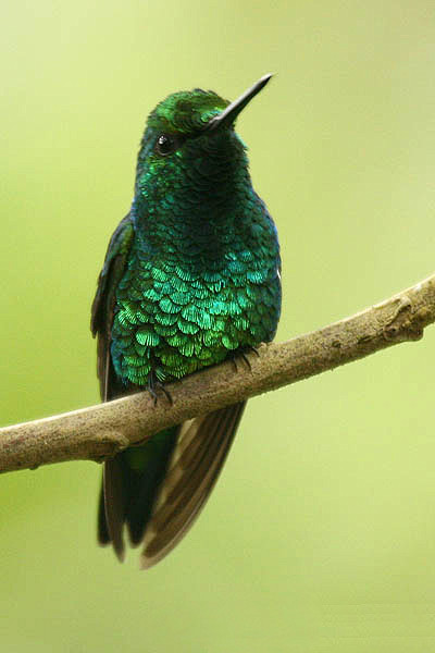 蜂鸟目蜂鸟科翠蜂鸟属西翠蜂鸟