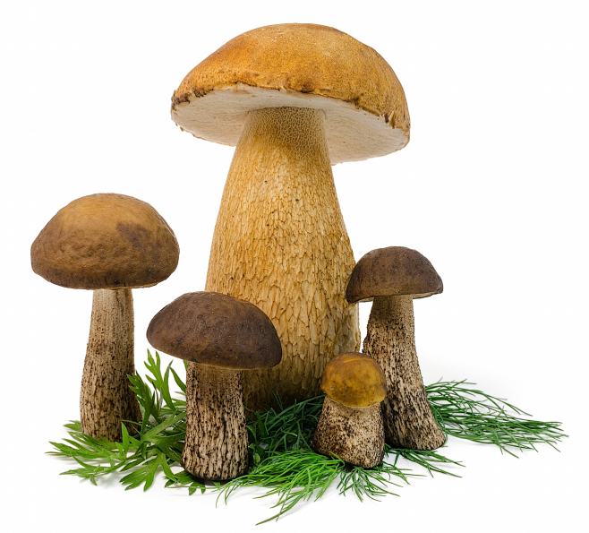 +•采集到瓜果蔬菜