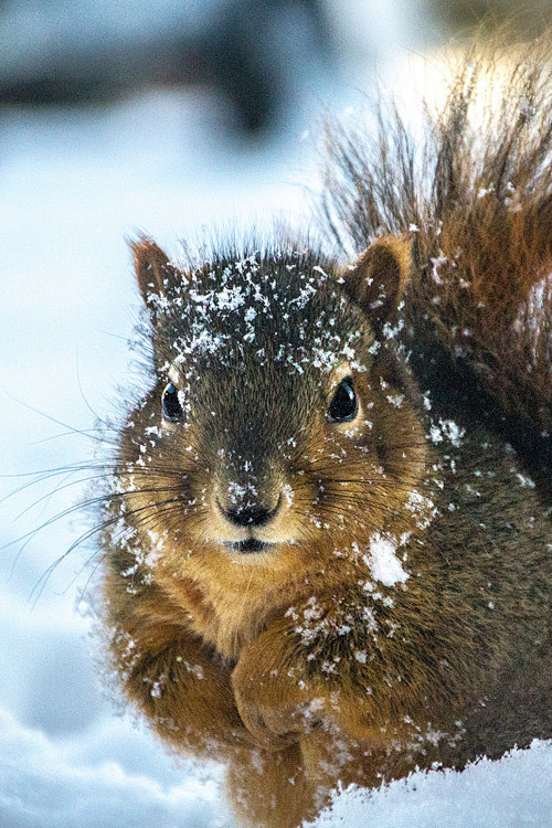 请叫我白毛鼠谢谢