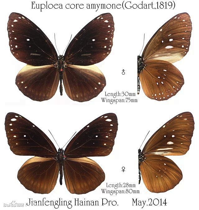 刺客标本照_看图_蝴蝶吧_百度贴吧