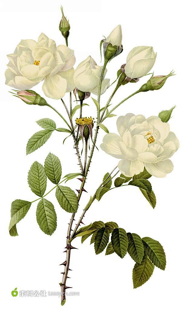 外国大师手绘白玫瑰插图