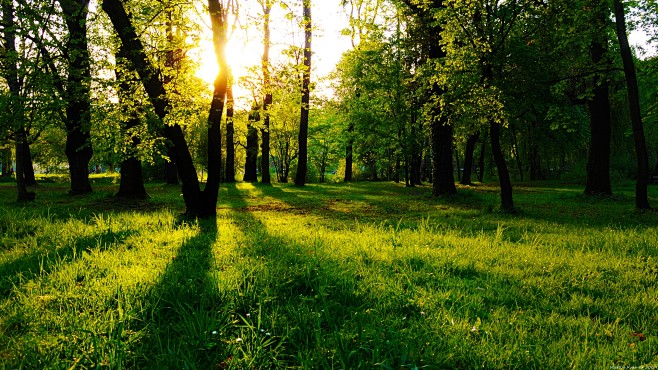 高清晰阳光下的绿色森林草坪壁纸封面大图