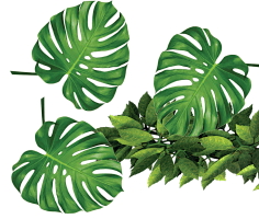 油炸大蜗牛采集到植物素材