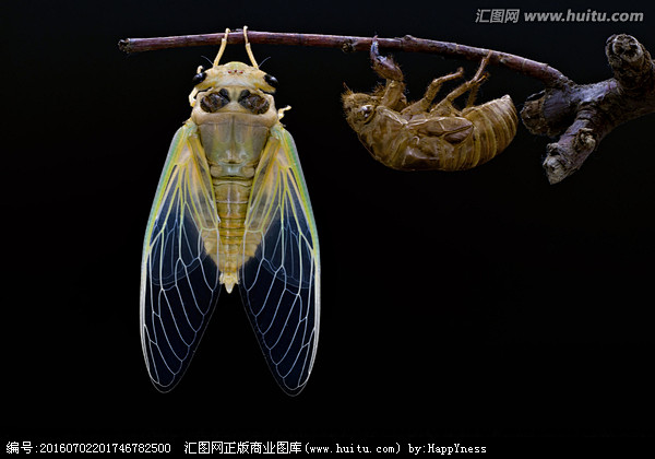 知了蝉知了蝉猴爬拉猴蝉蜕蜕变蜕皮羽化蝉蛹金蝉脱壳知了猴姐猴子透明