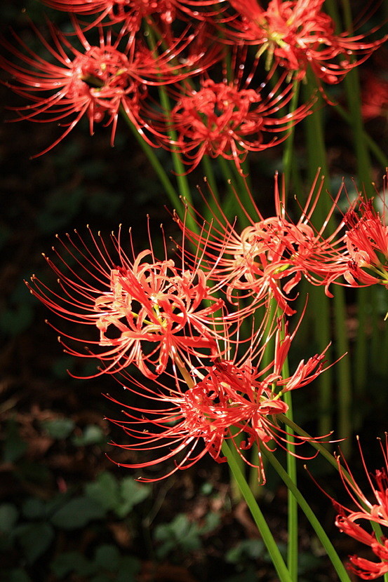 石蒜花nerine