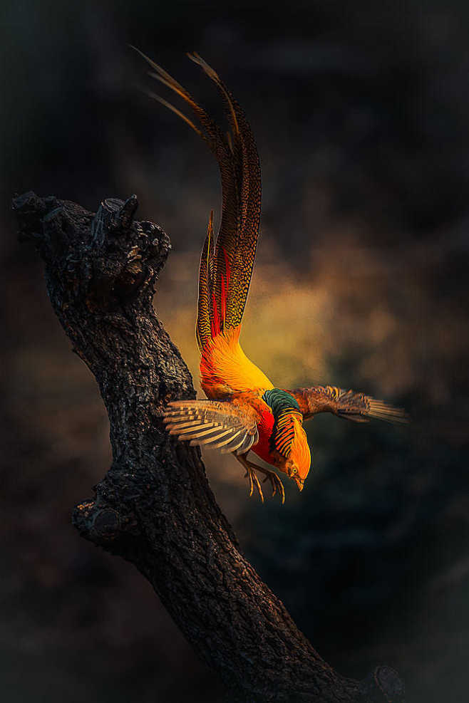 红腹锦鸡chrysolophuspictus雉鸡目雉科锦鸡属凤凰涅盘红鸡重生by洛源