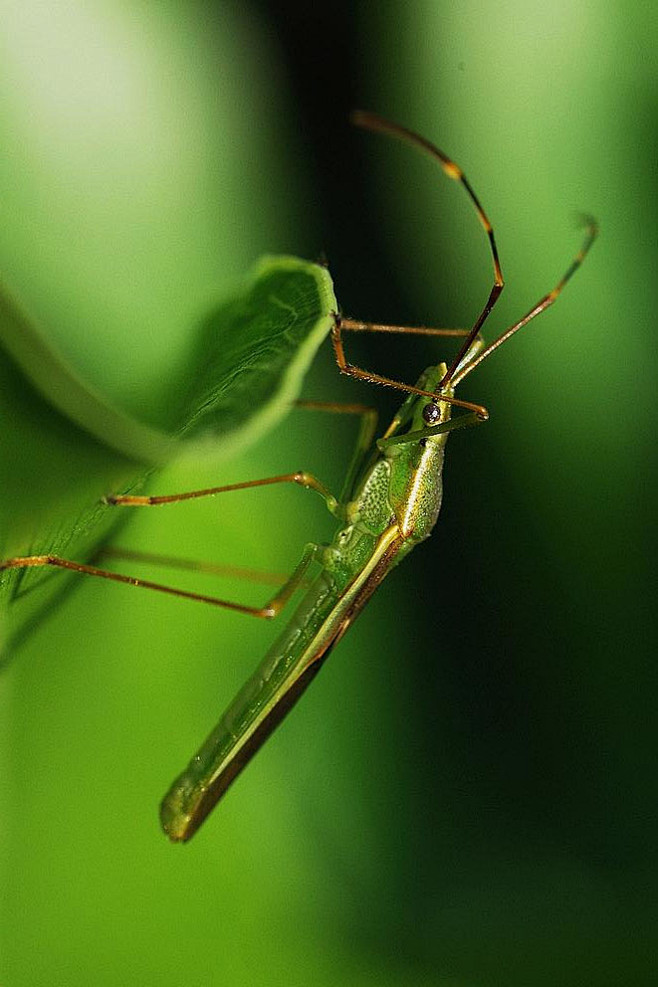 半翅目显角亚目缘蝽科中稻缘蝽