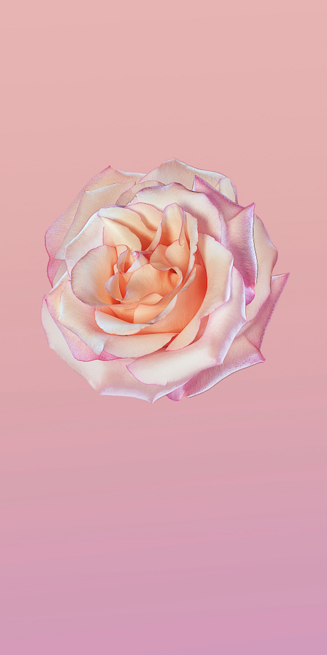 粉舌从s-time转采于2020-12-11 20:58:36华为p20全面屏壁纸(9)背景粉