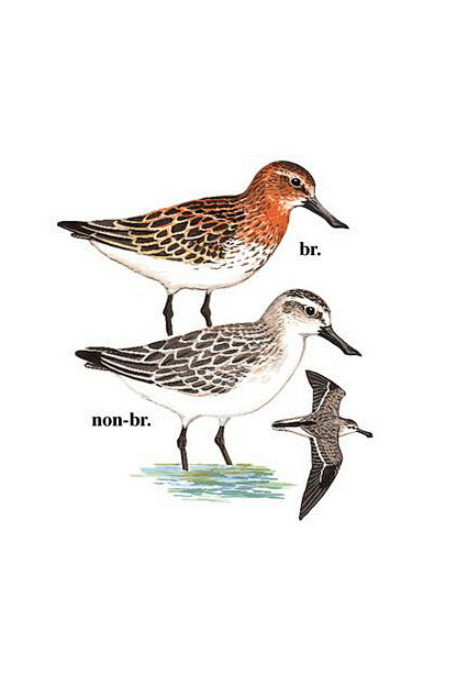 鸻形目鹬科勺嘴鹬属勺嘴鹬