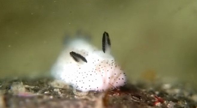 卖萌的海蛞蝓海蛞蝓又称它为叶羊海兔这种可爱的海洋生物拥有明亮的
