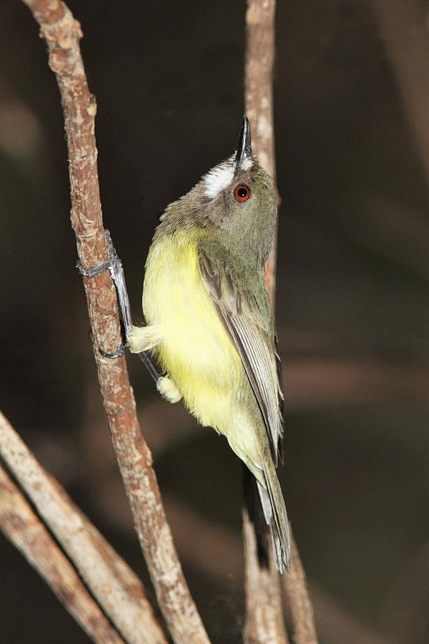 雀形目剌嘴莺科噪刺莺属仙噪刺莺