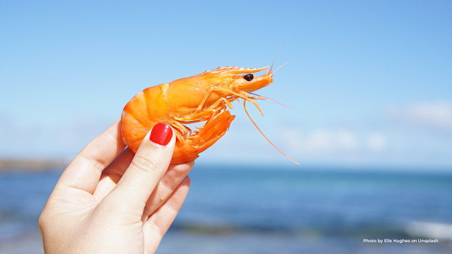 indonesia shrimp farm investment