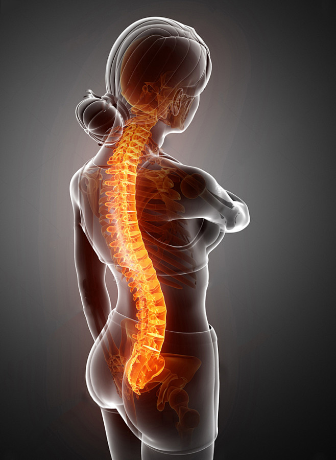 骨骼人体颈椎脊椎3d立体解剖