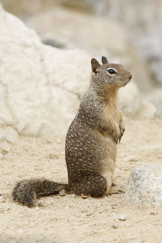 啮齿目鼠形亚目鼠科黄鼠属加利福尼亚黄鼠