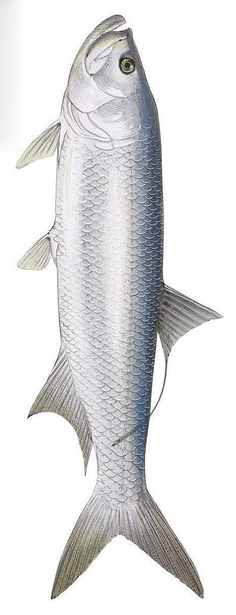 海鲢鱼百科图片