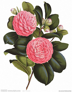 月花瓣采集到花