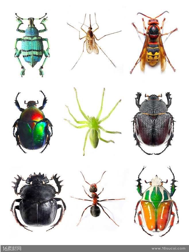 昆虫类大全图甲壳类图片